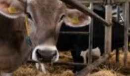 农业食品简报：农业有一个空白的空间，宝贝