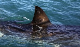 2023年鲨鱼周：如何在线观看《大白鲨大战巨齿鲨