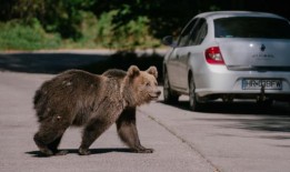 远足者之死促使罗马尼亚允许更大范围的熊捕杀