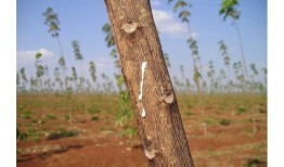 研究发现，日益增长的橡胶贸易造成的热带森林损失比以前认为的要大