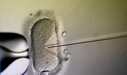 解决阿拉巴马州暂停试管婴儿程序的立法进入快速通道