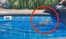 在后院游泳池溺水的猫头鹰被及时捞到安全地带