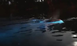 观看佛罗里达皮划艇运动员与“发光”海豚的互动