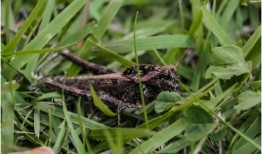 研究人员警告说，以昆虫为基础的食物有过敏风险
