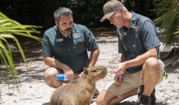 雌性水豚前往佛罗里达，作为南美大型啮齿动物繁殖计划的一部分