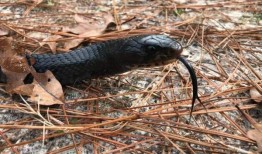 在阿拉巴马州的森林里释放了40条东部靛蓝蛇，以重新繁殖受威胁的物种