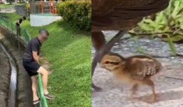 这让我很开心：路人爬进红山运河，花了4个小时试图拯救受惊的小鸡