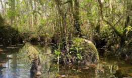 沿着莫比尔的兔子溪提议的仓库引起了环保组织的愤怒