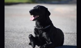 流动警察哀悼失去“亲爱的”K9佩德罗