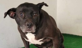 在阿拉巴马州收容所待了近十年的狗在10岁生日时得到了一个家，永远的家人