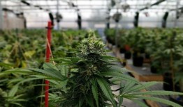 健康新闻综述：哥伦比亚大麻产业因监管和政治障碍而陷入危机;印度对有毒糖浆测试贿赂指控的独家调查即将完成