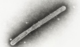 科罗拉多州又报告了两例禽流感病例，但其他地方的一项研究没有发现无症状感染