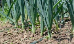 韭菜：一种容易种植的蔬菜，有很多好处