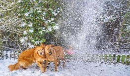 爪子和护照：把你的宠物带到海外