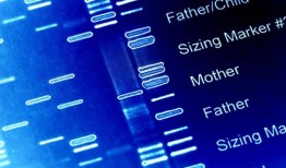 研究人员调查了连接蛋白26控制呼吸的作用