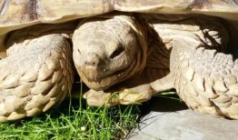 乌龟vs. HOA，濒危物种的甜蜜家园：阿拉巴马州