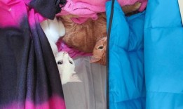 爪子和护照：把你的宠物带到海外