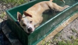 警告：本周末海滩有热沙危险