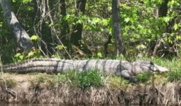 在密西西比州捕获的大量短吻鳄创下了新的州记录;“噩梦材料”