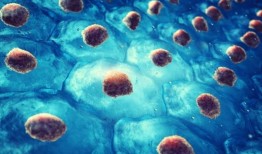 祖干细胞样细胞直接分化为间充质干细胞和成骨细胞