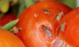 如何从家里赶走果蝇？一杯这种混合物就行了没有一个能存活下来