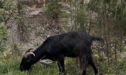蓝山的标志“山羊加里”在车祸后被兽医安乐死