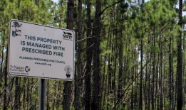 警告：本周计划在阿拉巴马州的主要州立公园进行燃烧