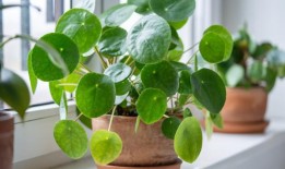 拿两种食材，准备一碗“汤”来赚钱你必变得青涩多汁，连你的岳母也必欢喜