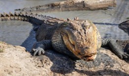 澳大利亚的鳄鱼太多了是时候释放猎人了