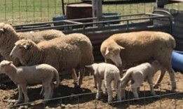 全国农民集会：100辆卡车和1200名愤怒的农民在国会大厦外抗议