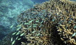 在过去的十年里，大堡礁的海水是400年来最热的